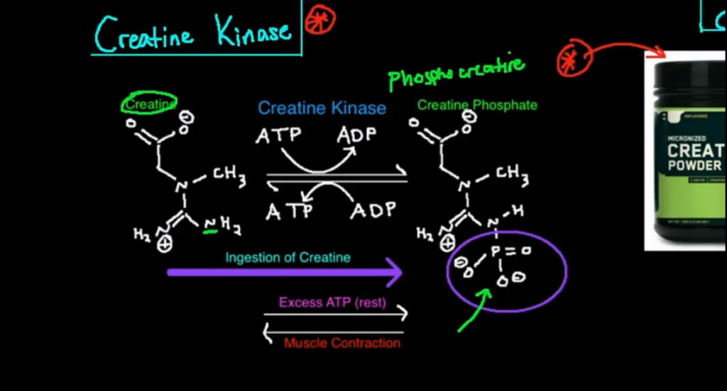 Creatine Monohydrate – Lei Meditations